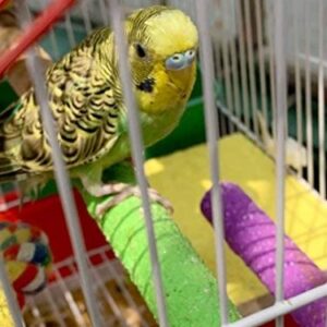 Limio Bird Perch Hamster Toys Parrot Stand 4pcs Rough Sand Wood Perch